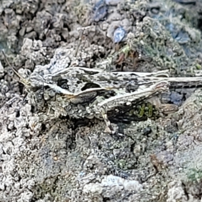 Paratettix australis (A pygmy grasshopper) at The Pinnacle - 16 Feb 2023 by trevorpreston