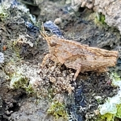 Tetrigidae (family) (Pygmy grasshopper) at The Pinnacle - 16 Feb 2023 by trevorpreston