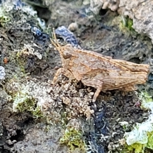 Tetrigidae (family) at Weetangera, ACT - 16 Feb 2023