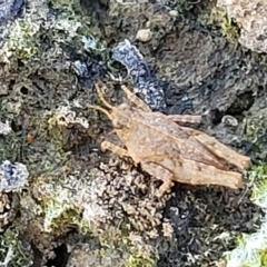 Tetrigidae (family) at Weetangera, ACT - 16 Feb 2023