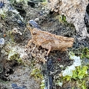 Tetrigidae (family) at Weetangera, ACT - 16 Feb 2023