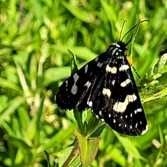 Phalaenoides tristifica (Willow-herb Day-moth) at The Pinnacle - 16 Feb 2023 by trevorpreston