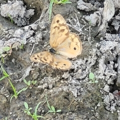 Heteronympha merope (Common Brown Butterfly) at The Pinnacle - 16 Feb 2023 by trevorpreston