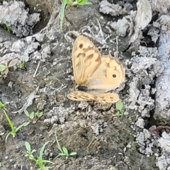 Heteronympha merope at Weetangera, ACT - 16 Feb 2023 05:14 PM