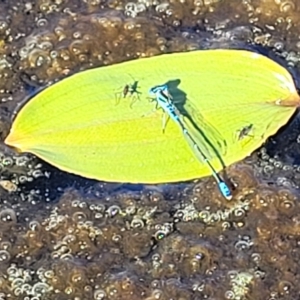 Austroagrion watsoni at Weetangera, ACT - 16 Feb 2023 05:13 PM