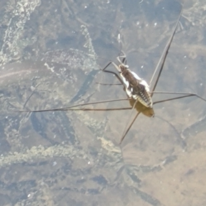 Tenagogerris euphrosyne at Weetangera, ACT - 16 Feb 2023