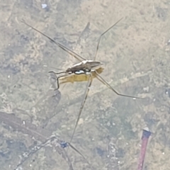 Tenagogerris euphrosyne at Weetangera, ACT - 16 Feb 2023