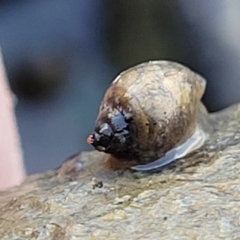 Physa acuta (European physa, Left-handed pondsnail) at Weetangera, ACT - 16 Feb 2023 by trevorpreston