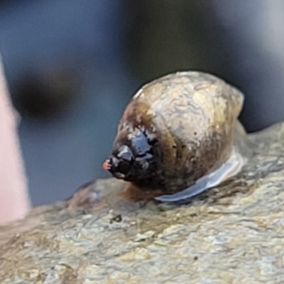 Physa acuta (European physa, Left-handed pondsnail) at Weetangera, ACT - 16 Feb 2023 by trevorpreston