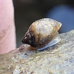 Physa acuta at Weetangera, ACT - 16 Feb 2023 05:08 PM