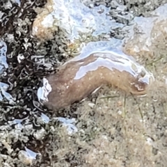 Unverified Flatworm (Platyhelminthes) at Weetangera, ACT - 16 Feb 2023 by trevorpreston