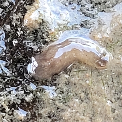 Unverified Flatworm (Platyhelminthes) at Weetangera, ACT - 16 Feb 2023 by trevorpreston