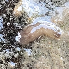 Unidentified Flatworm (Platyhelminthes) (TBC) at Weetangera, ACT - 16 Feb 2023 by trevorpreston