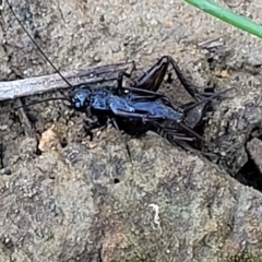 Bobilla sp. (genus) (A Small field cricket) at Weetangera, ACT - 16 Feb 2023 by trevorpreston