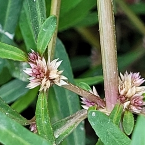 Alternanthera denticulata at Weetangera, ACT - 16 Feb 2023