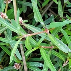 Alternanthera denticulata at Weetangera, ACT - 16 Feb 2023 04:58 PM