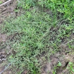 Alternanthera denticulata at Weetangera, ACT - 16 Feb 2023 04:58 PM