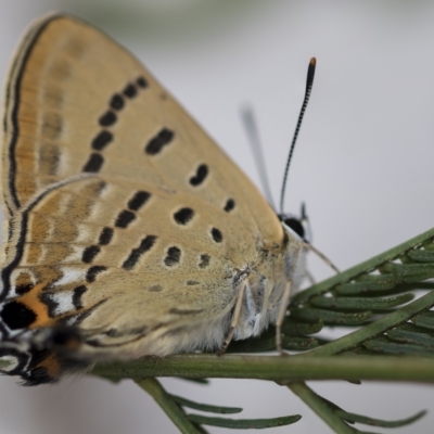 Jalmenus ictinus (Stencilled Hairstreak) at Belconnen, ACT - 13 Feb 2023 by AlisonMilton