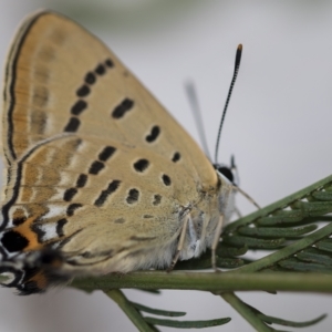 Jalmenus ictinus at Belconnen, ACT - 14 Feb 2023