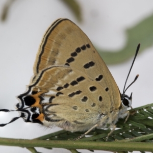 Jalmenus ictinus at Belconnen, ACT - 14 Feb 2023 07:53 AM