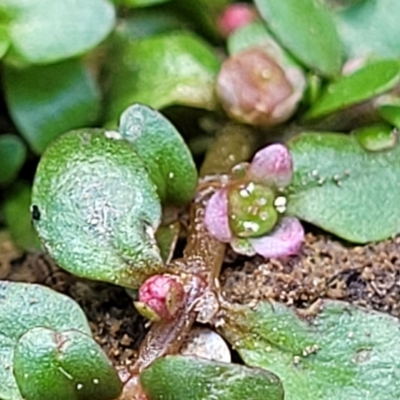 Elatine gratioloides (Waterwort) at Weetangera, ACT - 16 Feb 2023 by trevorpreston