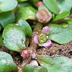 Elatine gratioloides at Weetangera, ACT - 16 Feb 2023