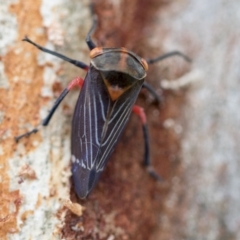 Eurymeloides lineata (Lined gumtree hopper) at Scullin, ACT - 14 Feb 2023 by AlisonMilton
