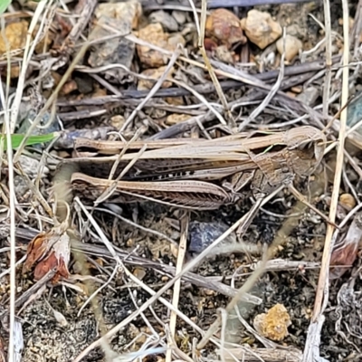Caledia captiva (grasshopper) at The Pinnacle - 16 Feb 2023 by trevorpreston