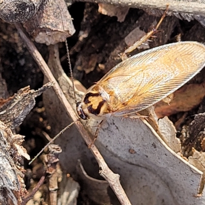 Robshelfordia circumducta (Shelford's Variable Cockroach) at The Pinnacle - 16 Feb 2023 by trevorpreston