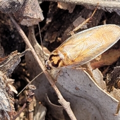 Robshelfordia circumducta (Shelford's Variable Cockroach) at Weetangera, ACT - 16 Feb 2023 by trevorpreston