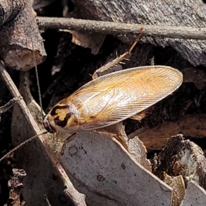 Robshelfordia circumducta at Weetangera, ACT - 16 Feb 2023