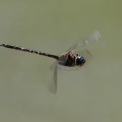 Hemicordulia australiae (Australian Emerald) at Point Hut to Tharwa - 16 Feb 2023 by RodDeb