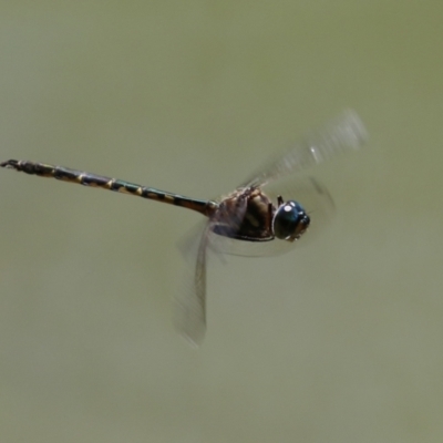 Hemicordulia australiae (Australian Emerald) at Paddys River, ACT - 16 Feb 2023 by RodDeb