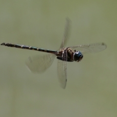 Hemicordulia australiae at Paddys River, ACT - 16 Feb 2023 11:33 AM