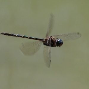 Hemicordulia australiae at Paddys River, ACT - 16 Feb 2023 11:33 AM