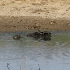 Chelodina longicollis (Eastern Long-necked Turtle) at Lanyon - northern section - 15 Feb 2023 by RodDeb