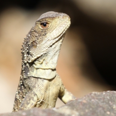 Intellagama lesueurii howittii (Gippsland Water Dragon) at Point Hut to Tharwa - 16 Feb 2023 by RodDeb