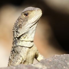 Intellagama lesueurii howittii (Gippsland Water Dragon) at Point Hut to Tharwa - 16 Feb 2023 by RodDeb