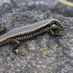 Eulamprus heatwolei (Yellow-bellied Water Skink) at Point Hut to Tharwa - 16 Feb 2023 by RodDeb