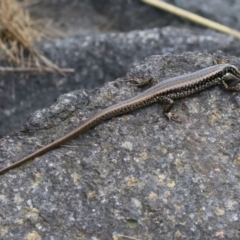 Eulamprus heatwolei at Paddys River, ACT - 16 Feb 2023