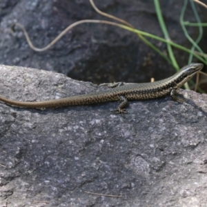 Eulamprus heatwolei at Paddys River, ACT - 16 Feb 2023