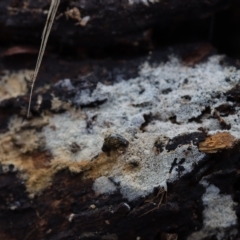 Corticioid fungi (TBC) at Oakey Hill - 10 Apr 2022 by CanberraFungiGroup