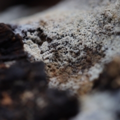 Corticioid fungi at Lyons, ACT - 10 Apr 2022 11:08 AM