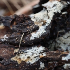 Corticioid fungi at Lyons, ACT - 10 Apr 2022 11:08 AM