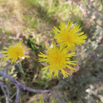 Podolepis hieracioides (Long Podolepis) at Paddys River, ACT - 15 Feb 2023 by MatthewFrawley