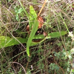 Podolepis hieracioides at Paddys River, ACT - 16 Feb 2023