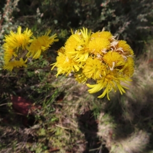 Podolepis hieracioides at Paddys River, ACT - 16 Feb 2023