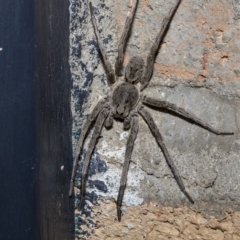 Portacosa cinerea (Grey wolf spider) at Higgins, ACT - 11 Feb 2023 by AlisonMilton