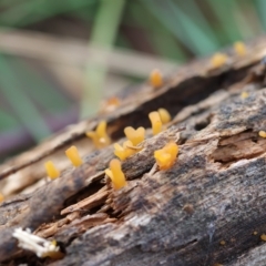 Calocera sp. (A stagshorn fungus) at Curtin, ACT - 9 Apr 2022 by CanberraFungiGroup