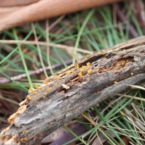 Calocera sp. at Curtin, ACT - 10 Apr 2022 09:00 AM